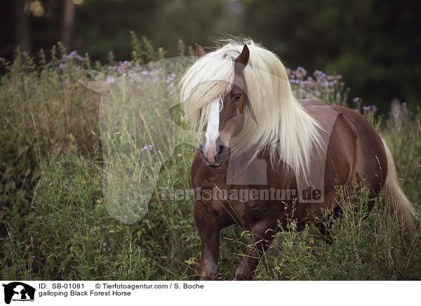 galloping Black Forest Horse / SB-01081