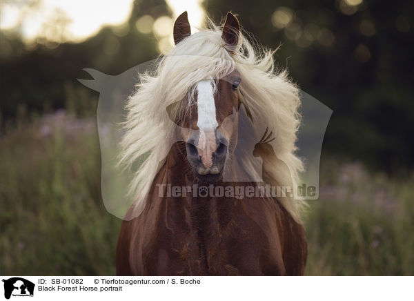 Black Forest Horse portrait / SB-01082