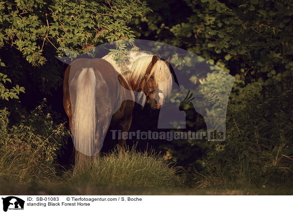 stehendes Schwarzwlder Fuchs / standing Black Forest Horse / SB-01083