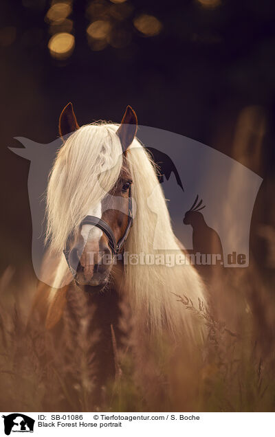Schwarzwlder Fuchs Portrait / Black Forest Horse portrait / SB-01086