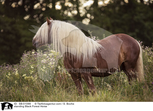 stehendes Schwarzwlder Fuchs / standing Black Forest Horse / SB-01088