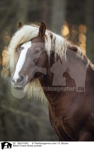 Black Forest Horse portrait / SB-01093