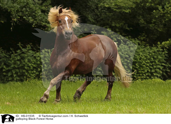 galloping Black Forest Horse / HS-01535