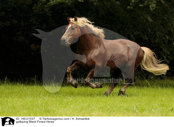 galloping Black Forest Horse / HS-01537