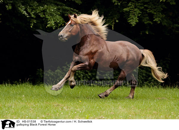 galloping Black Forest Horse / HS-01538