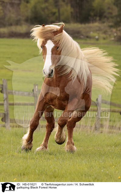 galoppierender Schwarzwlder Fuchs / galloping Black Forest Horse / HS-01621
