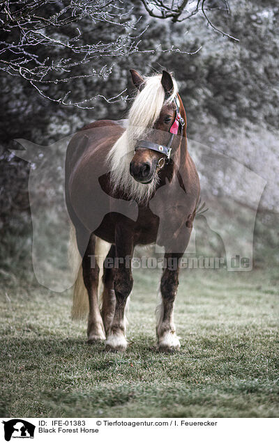 Black Forest Horse / IFE-01383