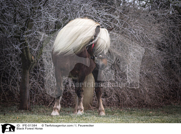 Black Forest Horse / IFE-01384