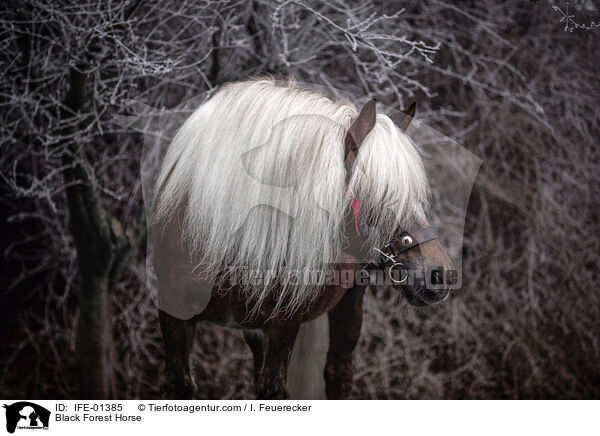 Schwarzwlder Fuchs / Black Forest Horse / IFE-01385