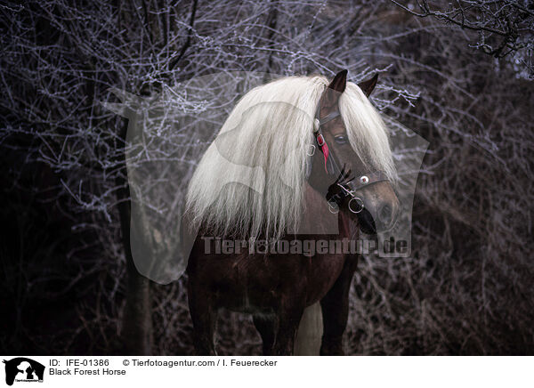 Black Forest Horse / IFE-01386