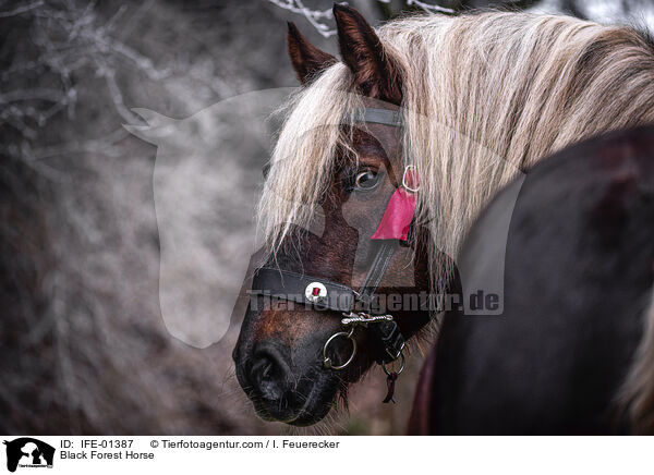 Schwarzwlder Fuchs / Black Forest Horse / IFE-01387