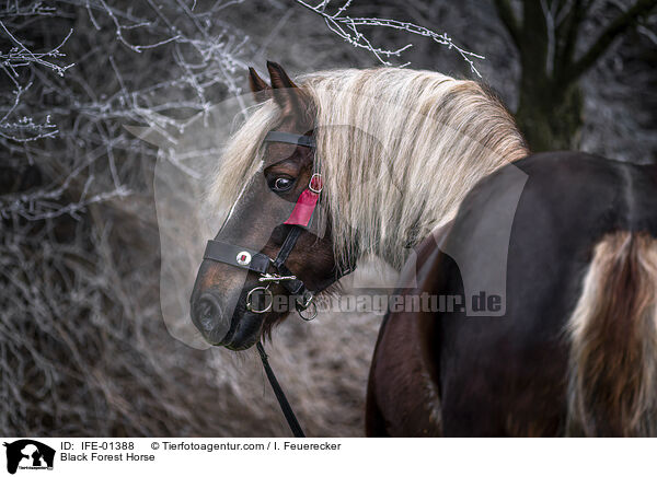 Schwarzwlder Fuchs / Black Forest Horse / IFE-01388