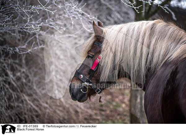 Black Forest Horse / IFE-01389