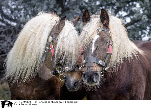Black Forest Horses / IFE-01390