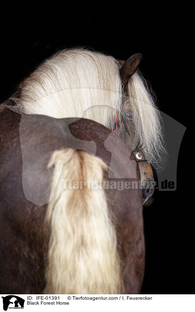 Schwarzwlder Fuchs / Black Forest Horse / IFE-01391