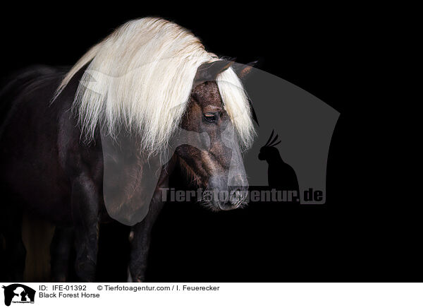 Schwarzwlder Fuchs / Black Forest Horse / IFE-01392