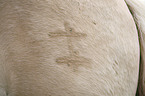 Fjord Horse brand