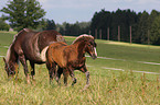 mare with foal