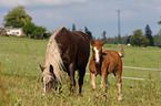 mare with foal