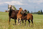 mare with foal