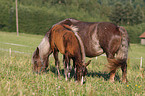 mare with foal