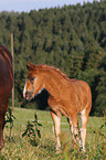 horse on meadow