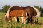 mare with foal