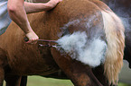 foal branding