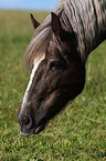 black forest horse