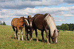 black forest horse