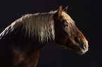 Black forest horse portrait