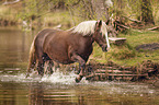 standing Black Forest Horse