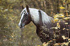 Black Forest Horse portrait