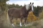 standing Black Forest Horse