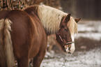 standing Black Forest Horse