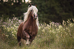 galloping Black Forest Horse