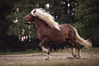 trotting Black Forest Horse