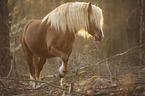 walking Black Forest Horse