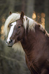 Black Forest Horse portrait