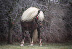 Black Forest Horse