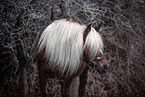 Black Forest Horse