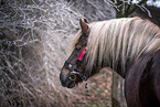 Black Forest Horse