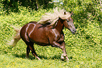 Black forest horse