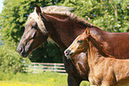 Black forest horse
