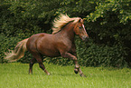 Black forest horse
