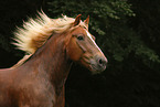 Black forest horse