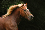 Black forest horse