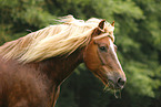 Black forest horse