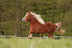 Black forest horse