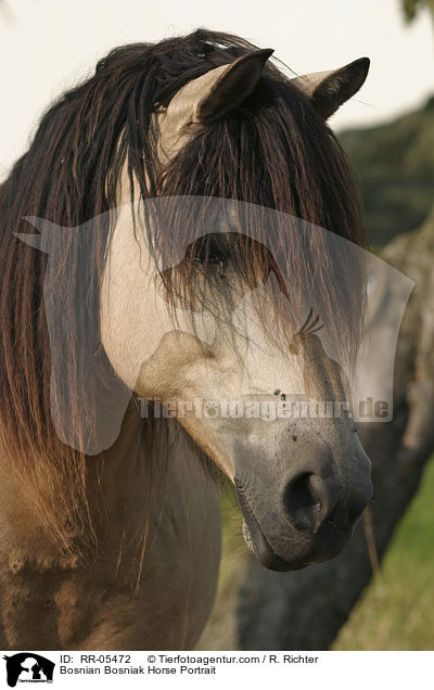 Bosnian Bosniak Horse Portrait / RR-05472